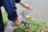 扬子鳄野外放归安全吗？地点如何选择？ 保护区管理局一一说明